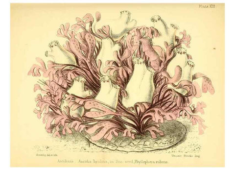 Reproducción/Reproduction 7414360190: Popular history of the aquarium of marine and fresh-water animals and plants /. London :Lovell Reeve,1857.