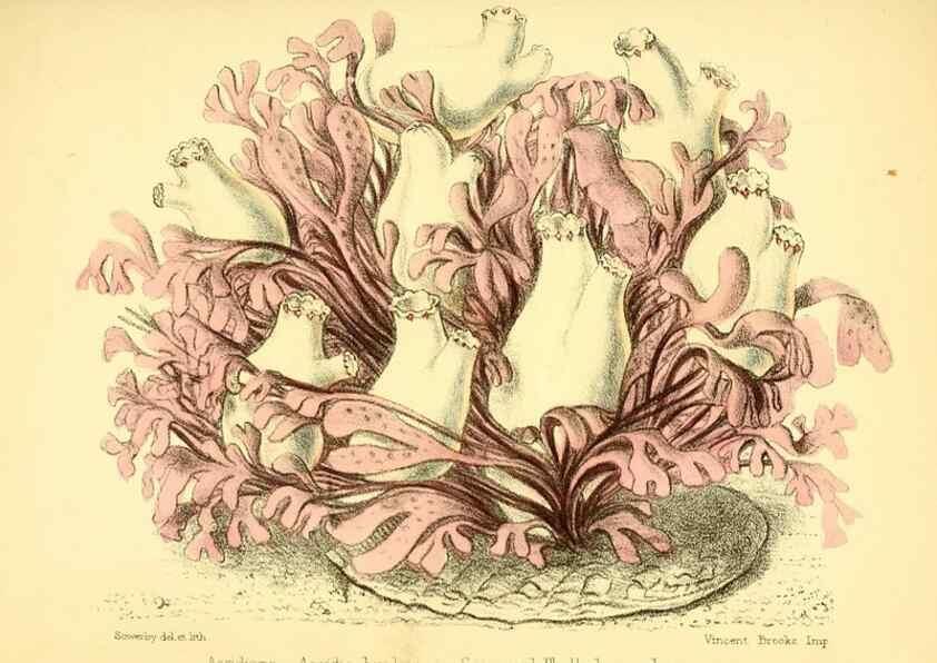 Reproducción/Reproduction 7414360190: Popular history of the aquarium of marine and fresh-water animals and plants /. London :Lovell Reeve,1857.