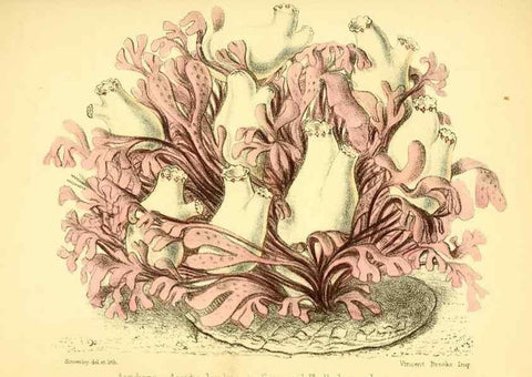 Reproducción/Reproduction 7414360190: Popular history of the aquarium of marine and fresh-water animals and plants /. London :Lovell Reeve,1857.