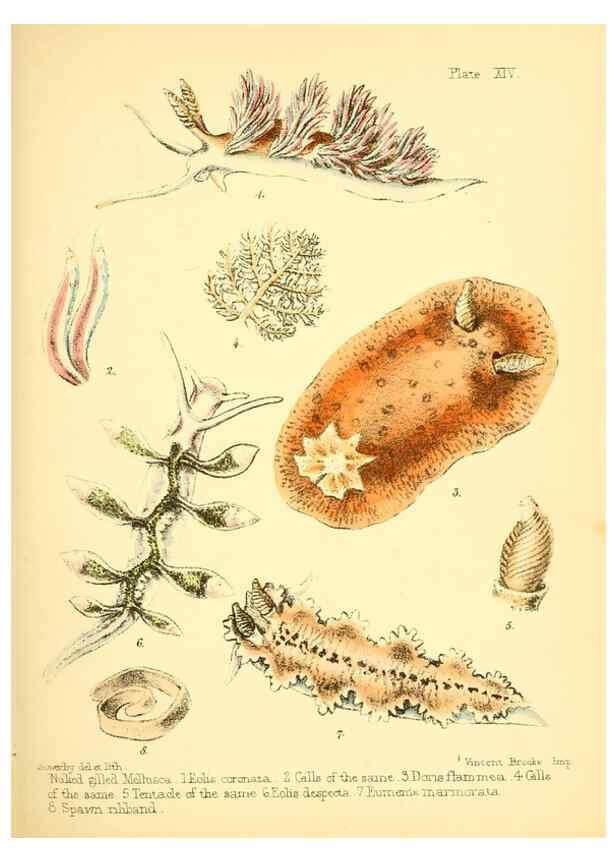 Reproducción/Reproduction 7414361988: Popular history of the aquarium of marine and fresh-water animals and plants /. London :Lovell Reeve,1857.
