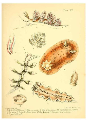 Reproducción/Reproduction 7414361988: Popular history of the aquarium of marine and fresh-water animals and plants /. London :Lovell Reeve,1857.