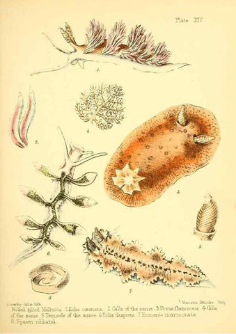 Reproducción/Reproduction 7414361988: Popular history of the aquarium of marine and fresh-water animals and plants /. London :Lovell Reeve,1857.