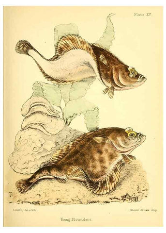 Reproducción/Reproduction 7414363768: Popular history of the aquarium of marine and fresh-water animals and plants /. London :Lovell Reeve,1857.