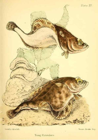 Reproducción/Reproduction 7414363768: Popular history of the aquarium of marine and fresh-water animals and plants /. London :Lovell Reeve,1857.