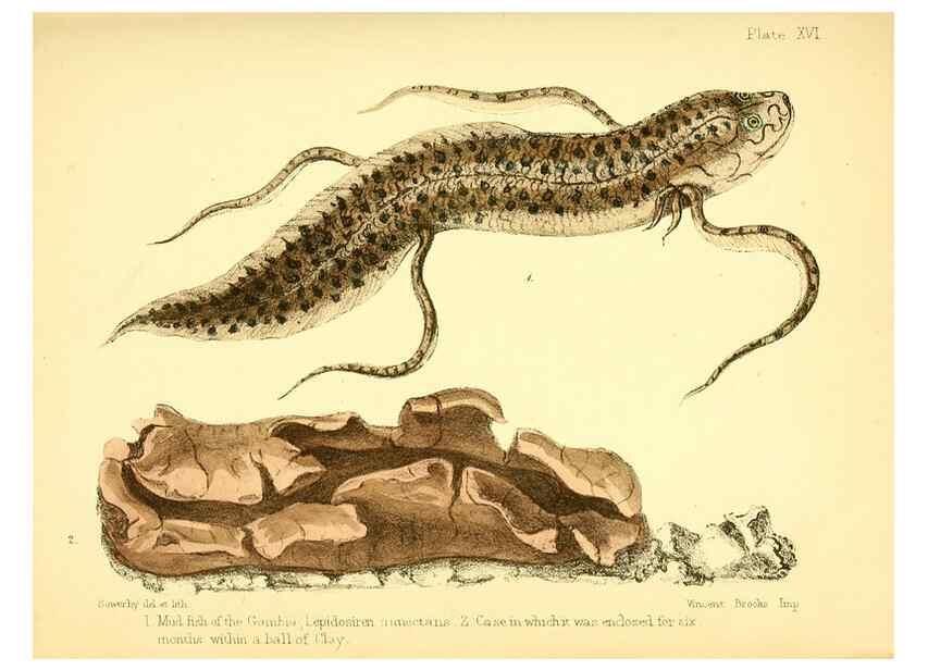 Reproducción/Reproduction 7414365976: Popular history of the aquarium of marine and fresh-water animals and plants /. London :Lovell Reeve,1857.