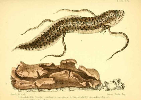 Reproducción/Reproduction 7414365976: Popular history of the aquarium of marine and fresh-water animals and plants /. London :Lovell Reeve,1857.