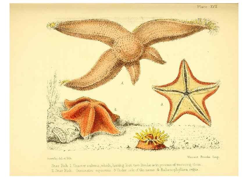 Reproducción/Reproduction 7414367790: Popular history of the aquarium of marine and fresh-water animals and plants /. London :Lovell Reeve,1857.