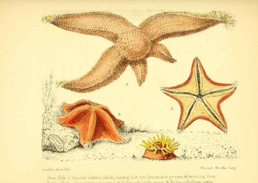 Reproducción/Reproduction 7414367790: Popular history of the aquarium of marine and fresh-water animals and plants /. London :Lovell Reeve,1857.