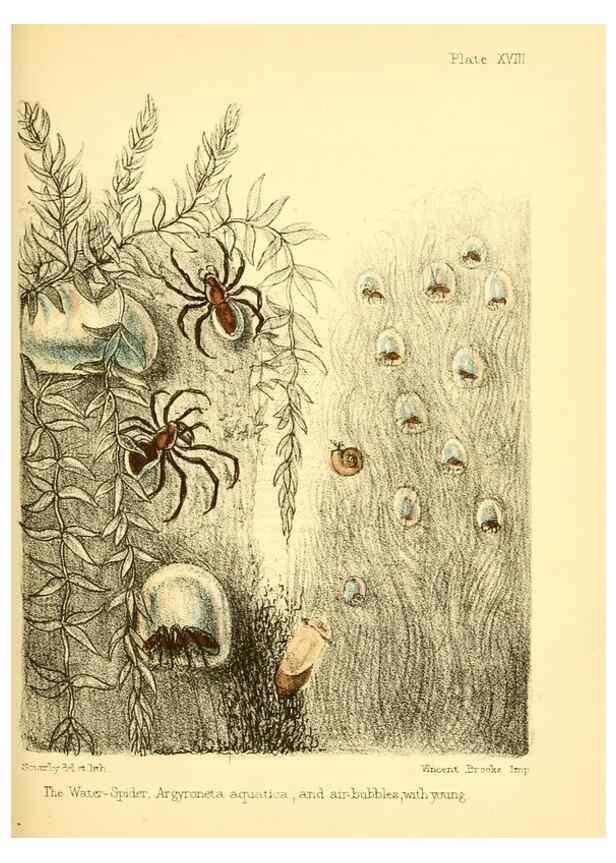 Reproducción/Reproduction 7414371028: Popular history of the aquarium of marine and fresh-water animals and plants /. London :Lovell Reeve,1857.