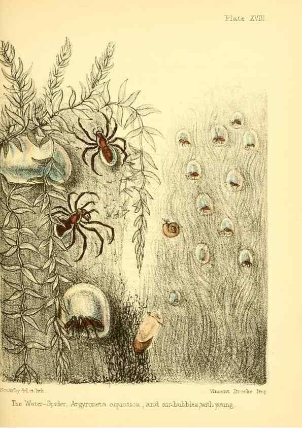 Reproducción/Reproduction 7414371028: Popular history of the aquarium of marine and fresh-water animals and plants /. London :Lovell Reeve,1857.