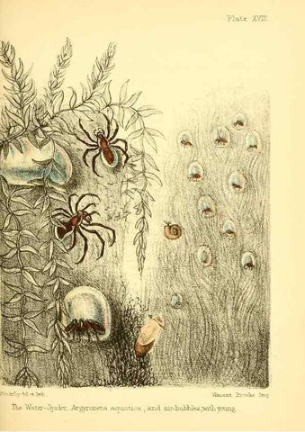 Reproducción/Reproduction 7414371028: Popular history of the aquarium of marine and fresh-water animals and plants /. London :Lovell Reeve,1857.