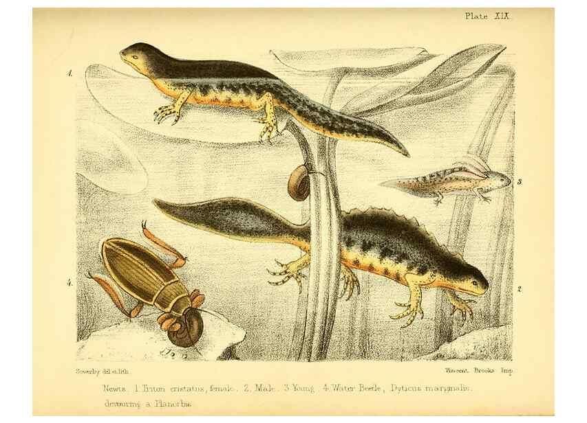 Reproducción/Reproduction 7414373332: Popular history of the aquarium of marine and fresh-water animals and plants /. London :Lovell Reeve,1857.