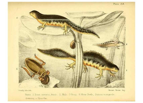 Reproducción/Reproduction 7414373332: Popular history of the aquarium of marine and fresh-water animals and plants /. London :Lovell Reeve,1857.