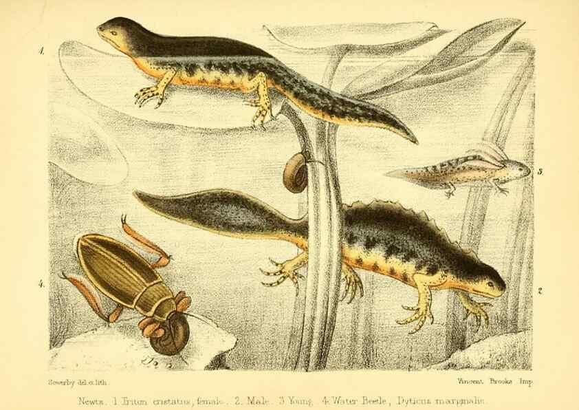 Reproducción/Reproduction 7414373332: Popular history of the aquarium of marine and fresh-water animals and plants /. London :Lovell Reeve,1857.