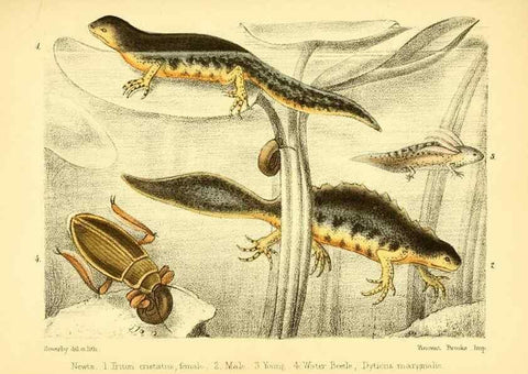 Reproducción/Reproduction 7414373332: Popular history of the aquarium of marine and fresh-water animals and plants /. London :Lovell Reeve,1857.