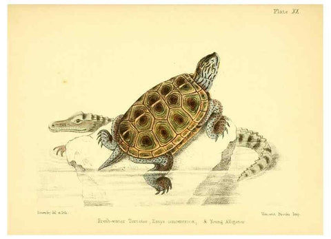 Reproducción/Reproduction 7414374822: Popular history of the aquarium of marine and fresh-water animals and plants /. London :Lovell Reeve,1857.
