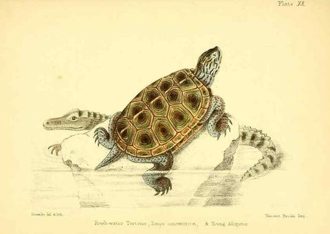 Reproducción/Reproduction 7414374822: Popular history of the aquarium of marine and fresh-water animals and plants /. London :Lovell Reeve,1857.