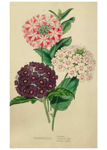 Reproducción/Reproduction 7447365672: The florist and garden miscellany.. London :Chapman and Hall,1850-1851.