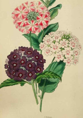 Reproducción/Reproduction 7447365672: The florist and garden miscellany.. London :Chapman and Hall,1850-1851.