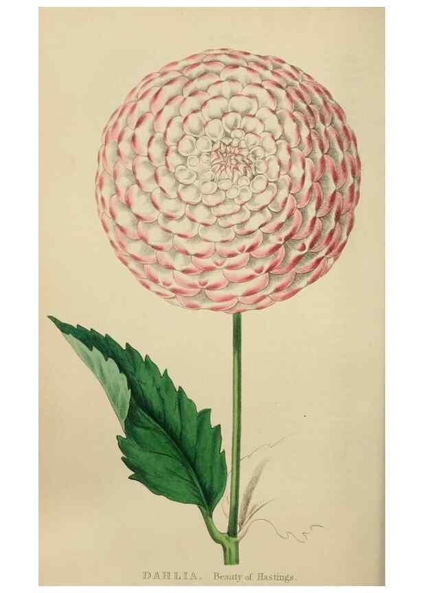 Reproducción/Reproduction 7447367108: The florist and garden miscellany.. London :Chapman and Hall,1850-1851.