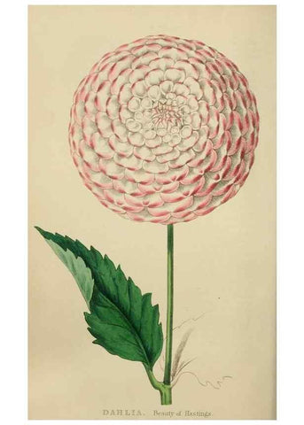 Reproducción/Reproduction 7447367108: The florist and garden miscellany.. London :Chapman and Hall,1850-1851.