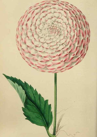 Reproducción/Reproduction 7447367108: The florist and garden miscellany.. London :Chapman and Hall,1850-1851.