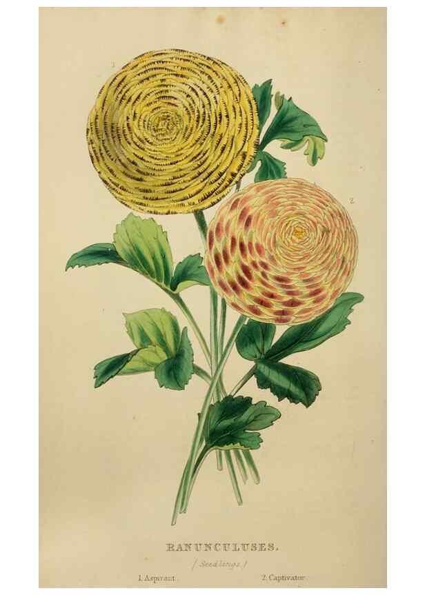 Reproducción/Reproduction 7447368890: The florist and garden miscellany.. London :Chapman and Hall,1850-1851.