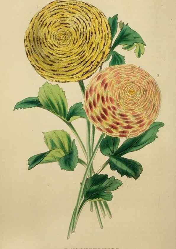 Reproducción/Reproduction 7447368890: The florist and garden miscellany.. London :Chapman and Hall,1850-1851.