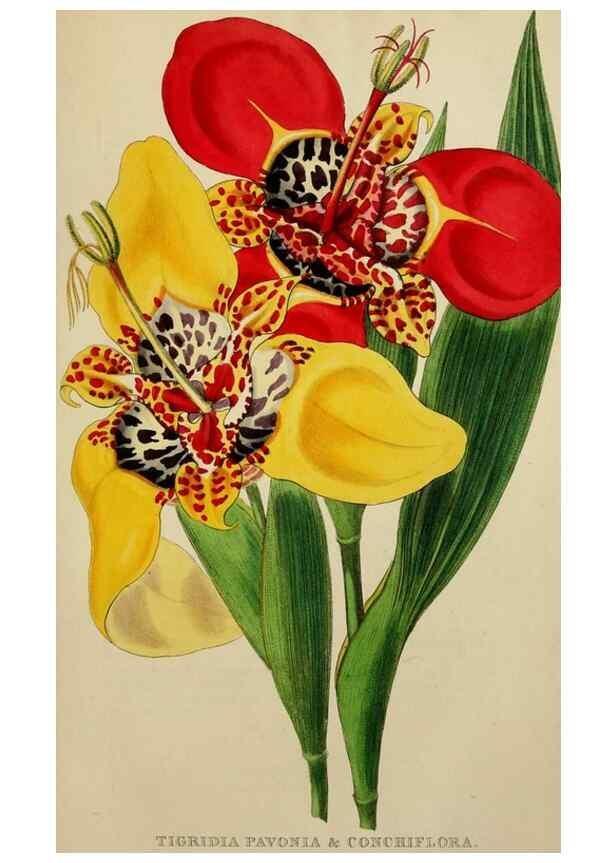Reproducción/Reproduction 7447369630: The florist and garden miscellany.. London :Chapman and Hall,1850-1851.