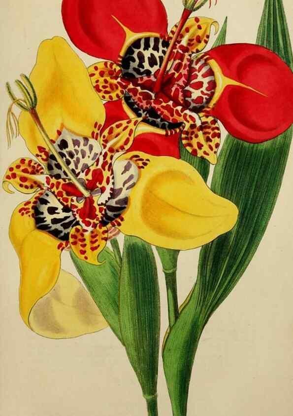 Reproducción/Reproduction 7447369630: The florist and garden miscellany.. London :Chapman and Hall,1850-1851.