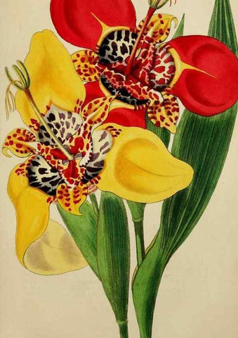 Reproducción/Reproduction 7447369630: The florist and garden miscellany.. London :Chapman and Hall,1850-1851.