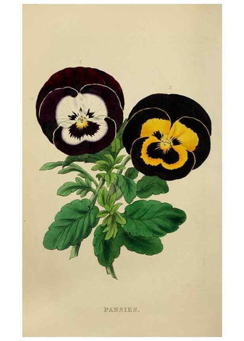 Reproducción/Reproduction 7447370196: The florist and garden miscellany.. London :Chapman and Hall,1850-1851.