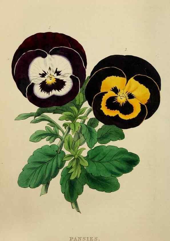 Reproducción/Reproduction 7447370196: The florist and garden miscellany.. London :Chapman and Hall,1850-1851.