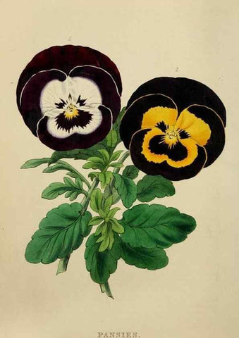Reproducción/Reproduction 7447370196: The florist and garden miscellany.. London :Chapman and Hall,1850-1851.