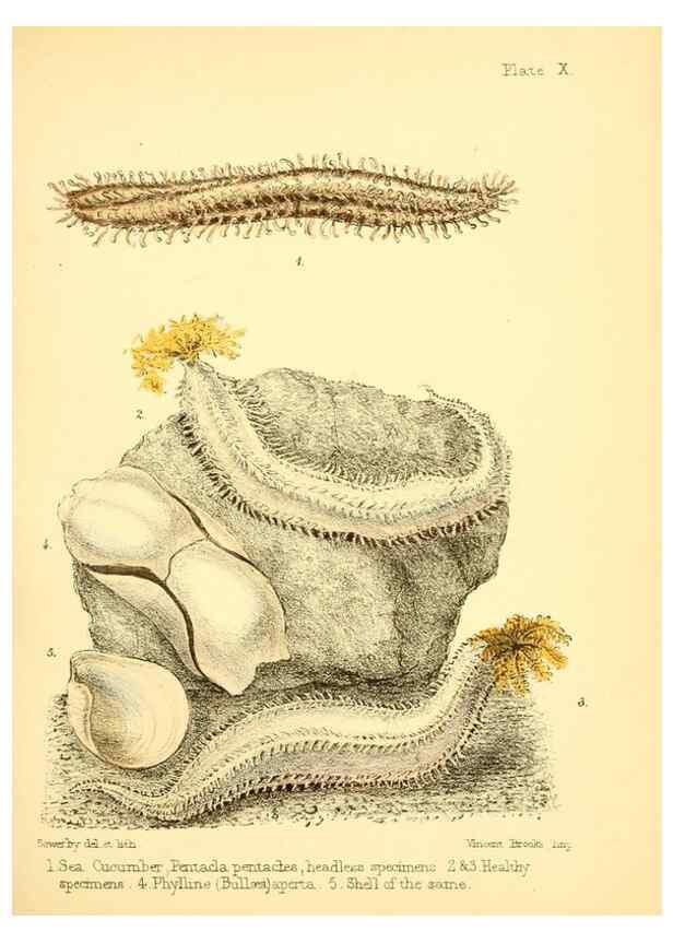 Reproducción/Reproduction 7414353340: Popular history of the aquarium of marine and fresh-water animals and plants /. London :Lovell Reeve,1857.