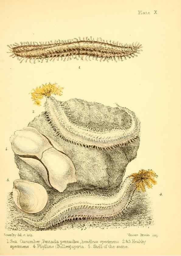 Reproducción/Reproduction 7414353340: Popular history of the aquarium of marine and fresh-water animals and plants /. London :Lovell Reeve,1857.
