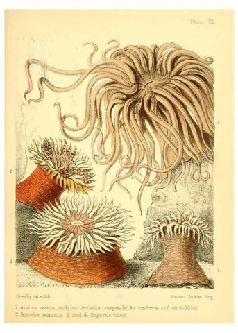 Reproducción/Reproduction 7414350208: Popular history of the aquarium of marine and fresh-water animals and plants /. London :Lovell Reeve,1857.