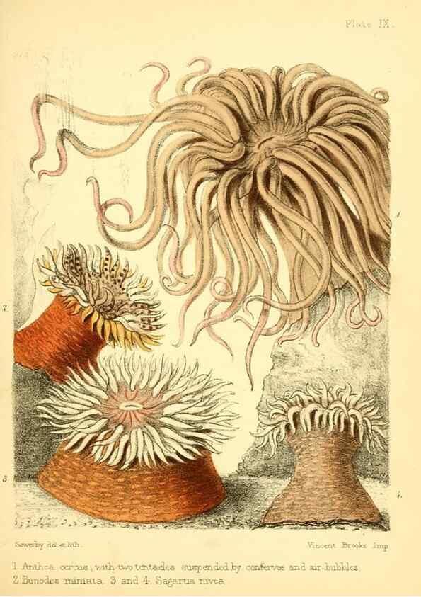 Reproducción/Reproduction 7414350208: Popular history of the aquarium of marine and fresh-water animals and plants /. London :Lovell Reeve,1857.