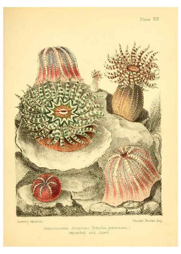 Reproducción/Reproduction 7414348376: Popular history of the aquarium of marine and fresh-water animals and plants /. London :Lovell Reeve,1857.