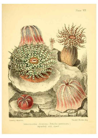 Reproducción/Reproduction 7414348376: Popular history of the aquarium of marine and fresh-water animals and plants /. London :Lovell Reeve,1857.