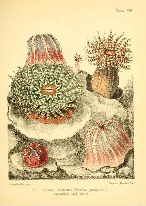 Reproducción/Reproduction 7414348376: Popular history of the aquarium of marine and fresh-water animals and plants /. London :Lovell Reeve,1857.