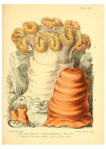 Reproducción/Reproduction 7414346424: Popular history of the aquarium of marine and fresh-water animals and plants /. London :Lovell Reeve,1857.