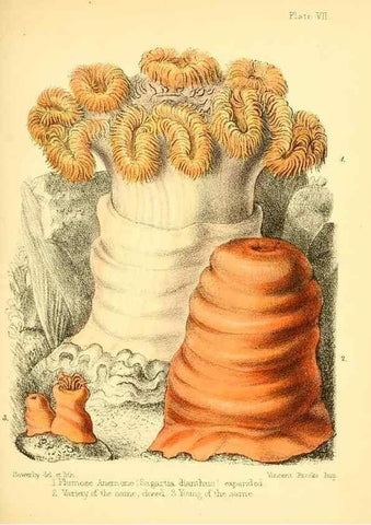 Reproducción/Reproduction 7414346424: Popular history of the aquarium of marine and fresh-water animals and plants /. London :Lovell Reeve,1857.