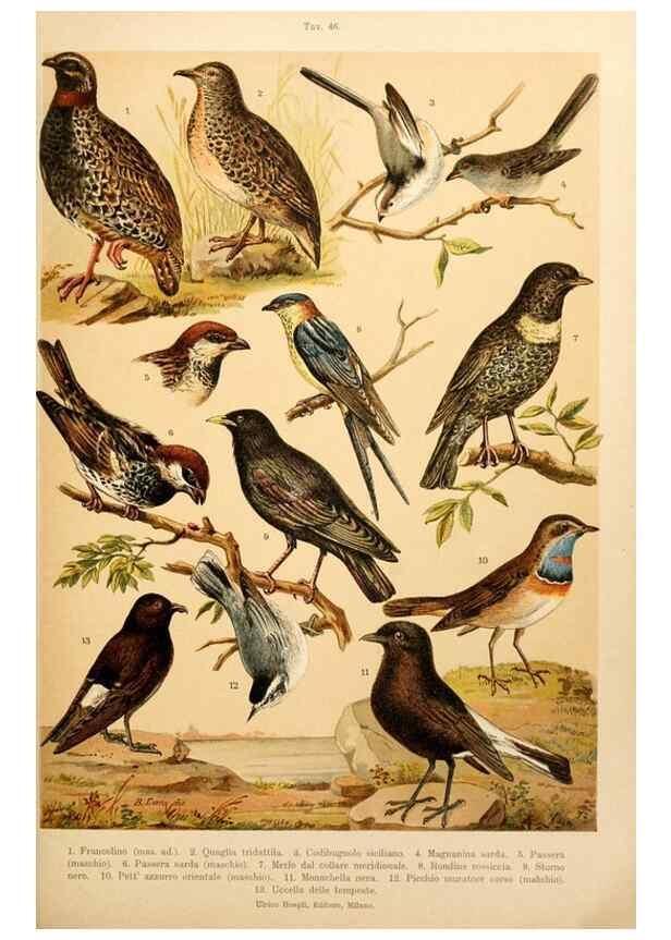 Reproducción/Reproduction 7413945374: Atlante ornitologico :. Milano :U. Hoepli,1902.