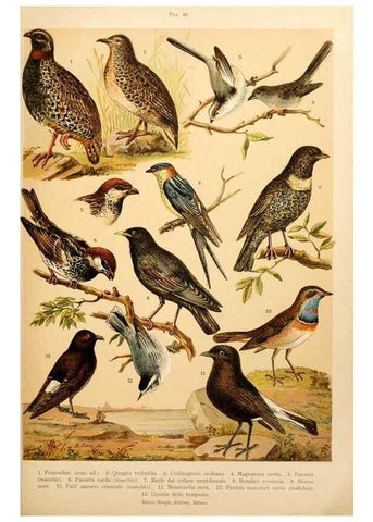Reproducción/Reproduction 7413945374: Atlante ornitologico :. Milano :U. Hoepli,1902.