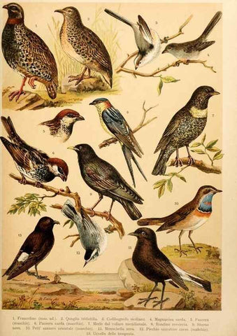 Reproducción/Reproduction 7413945374: Atlante ornitologico :. Milano :U. Hoepli,1902.