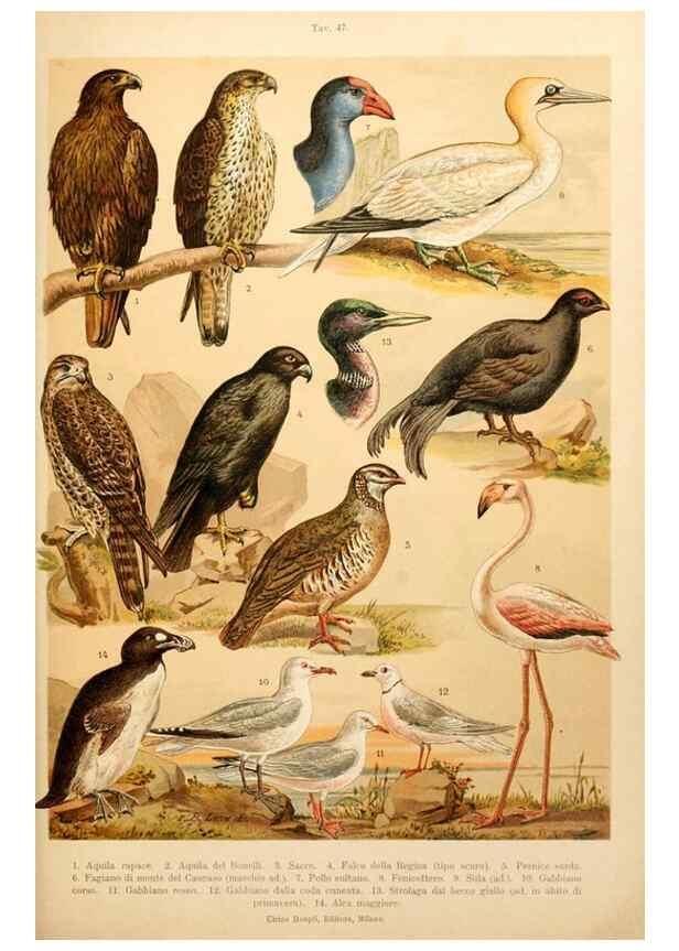 Reproducción/Reproduction 7413947756: Atlante ornitologico :. Milano :U. Hoepli,1902.
