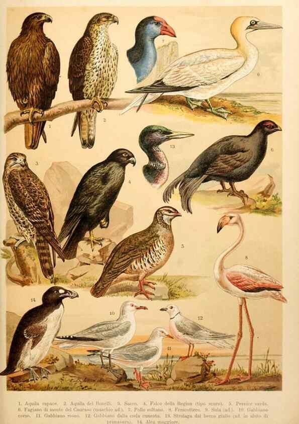 Reproducción/Reproduction 7413947756: Atlante ornitologico :. Milano :U. Hoepli,1902.