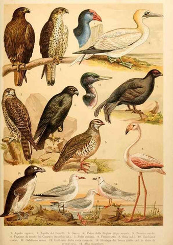Reproducción/Reproduction 7413947756: Atlante ornitologico :. Milano :U. Hoepli,1902.
