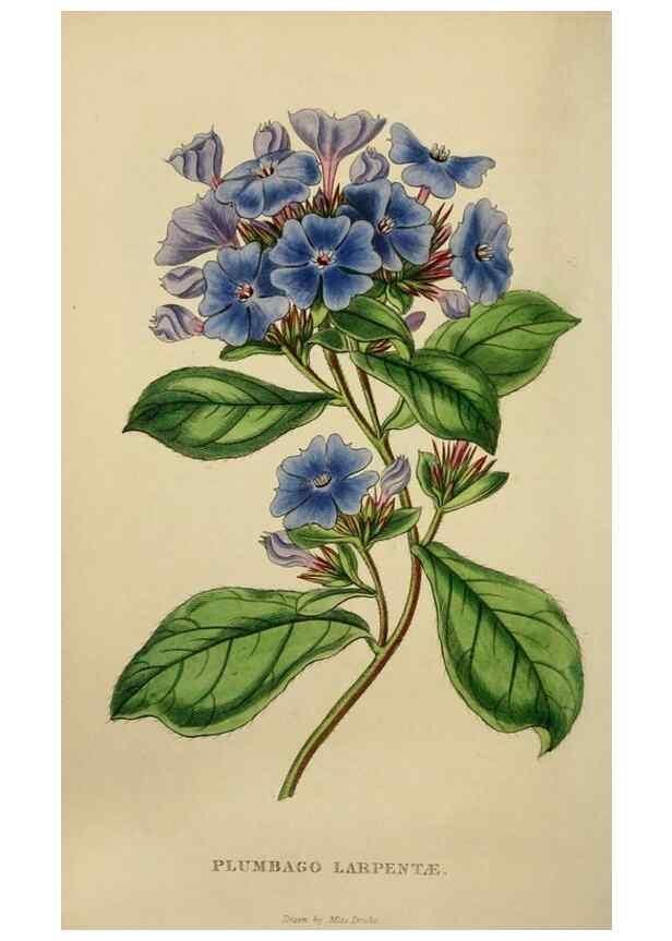 Reproducción/Reproduction 7447370896: The florist and garden miscellany.. London :Chapman and Hall,1850-1851.
